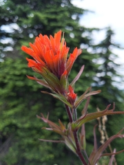 Castilleja hispida