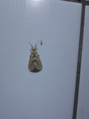 Spilarctia postrubida