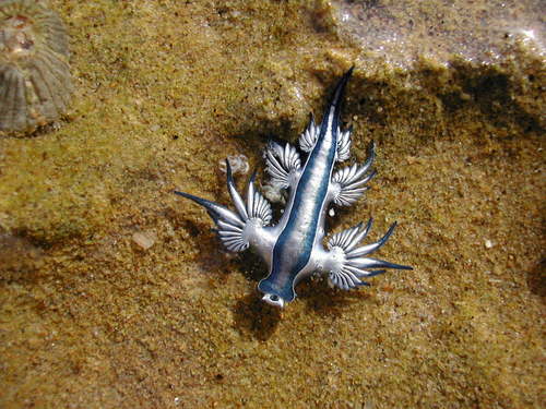 Sea Swallow