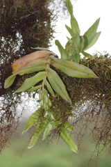 Epidendrum spicatum