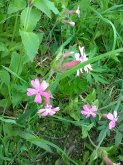 Silene dioica