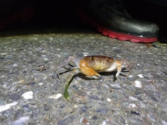 Geothelphusa bicolor