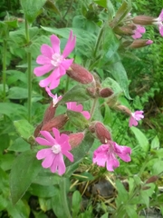 Silene dioica