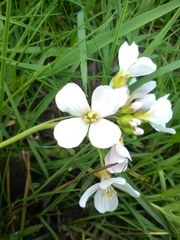 Cardamine pratensis