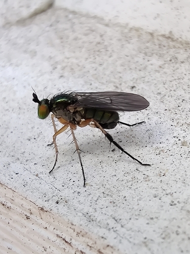 Dolichopus notatus