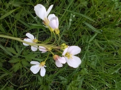 Cardamine pratensis