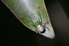 Bijoaraneus praesignis