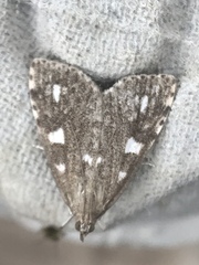 Udea olivalis