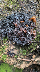 Phaeotremella foliacea