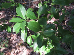 Denhamia fasciculiflora