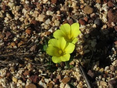 Moraea galaxia