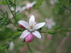 Philotheca angustifolia