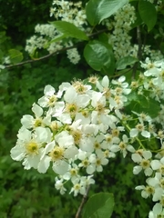 Prunus padus