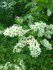 Prunus padus