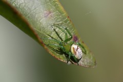 Bijoaraneus praesignis