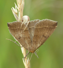 Zanclognatha zelleralis