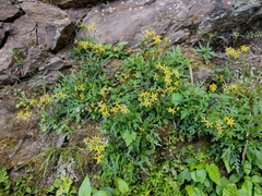Senecio taitungensis