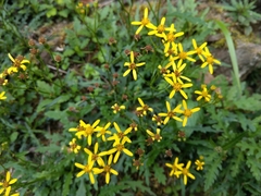 Senecio taitungensis