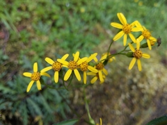 Senecio taitungensis