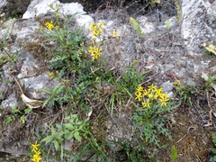 Senecio taitungensis