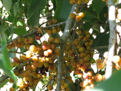 Denhamia fasciculiflora