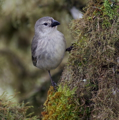 Camarhynchus pallidus
