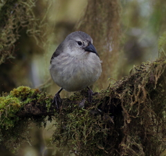 Camarhynchus pallidus
