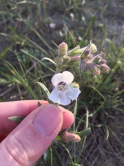 Penstemon albidus
