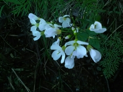 Cardamine pratensis