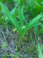 Convallaria majalis
