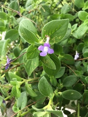 Streptocarpus saxorum