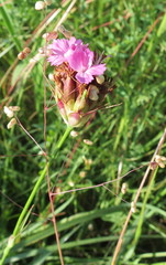 Dianthus andrzejowskianus