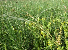 Stipa tirsa