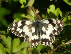 Melanargia galathea