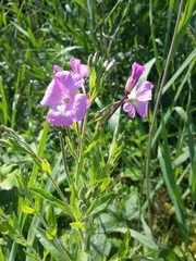 Epilobium hirsutum