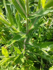 Epilobium hirsutum