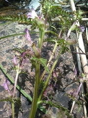 Pedicularis palustris
