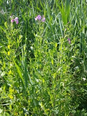 Epilobium hirsutum