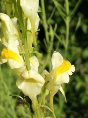 Linaria vulgaris