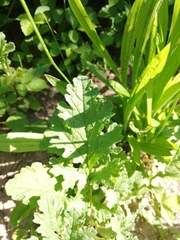 Jacobaea vulgaris