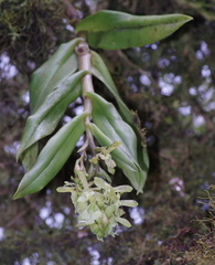 Epidendrum spicatum