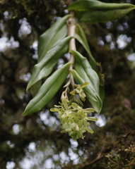 Epidendrum spicatum