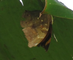 Doleschallia bisaltide