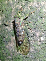 Tanna sozanensis