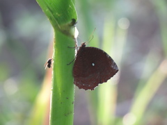 Elymnias hypermnestra hypermnestra