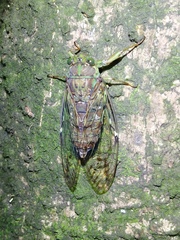 Tanna sozanensis