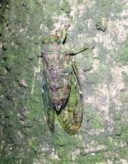 Tanna sozanensis