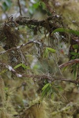 Ionopsis utricularioides