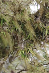 Ionopsis utricularioides