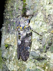 Platypleura kaempferi